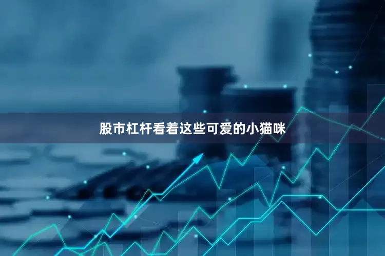 股市杠杆看着这些可爱的小猫咪
